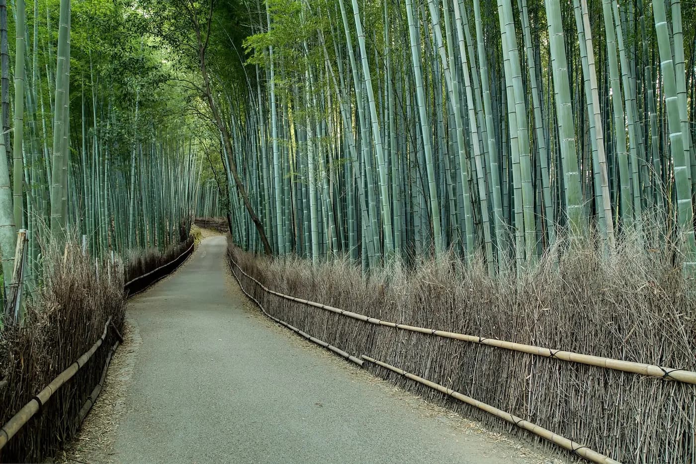 Kyoto Serenity – Kyoto Miras Turu - 2