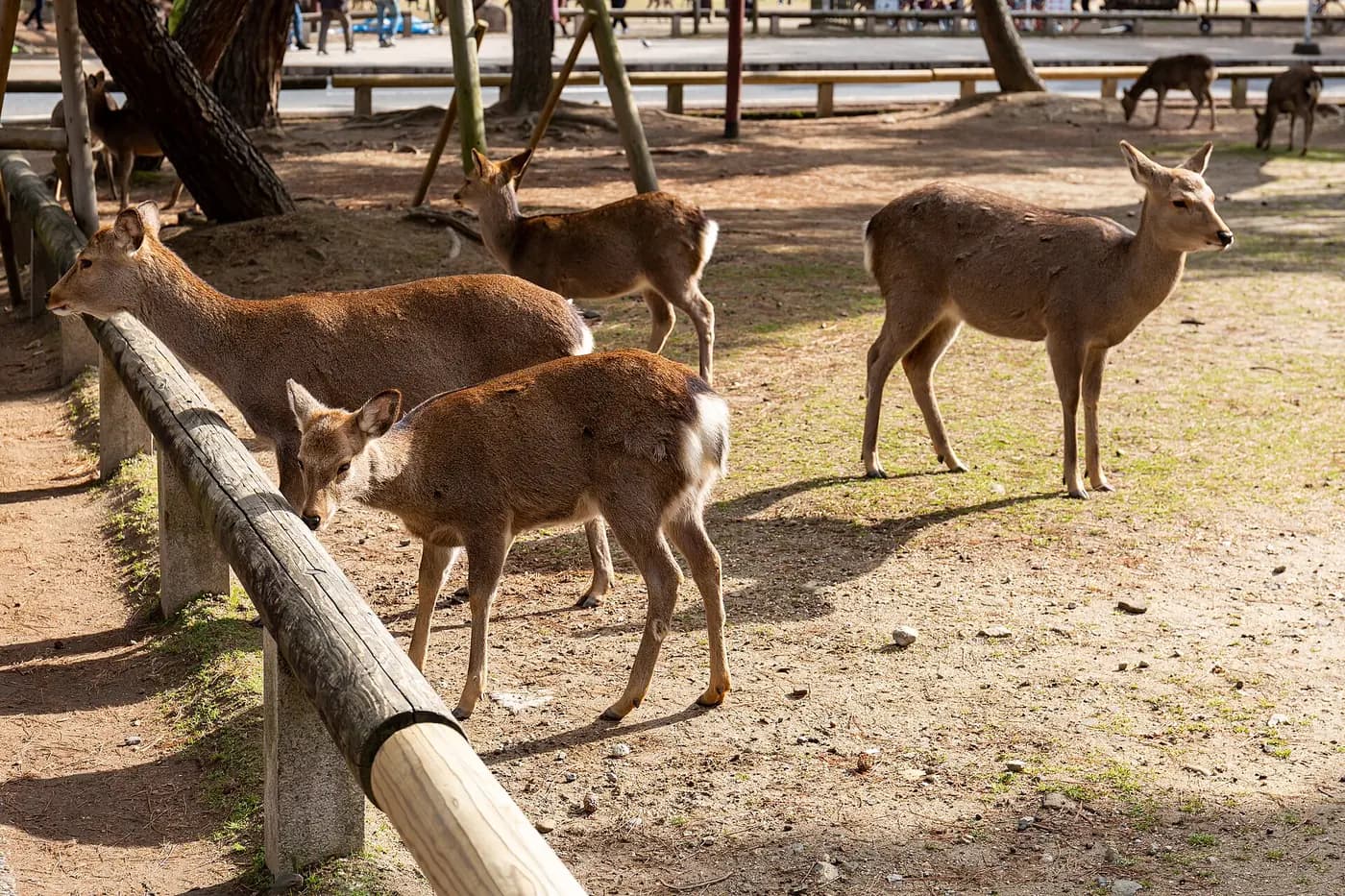 Osaka ve Nara'nın Öne Çıkanları - 2